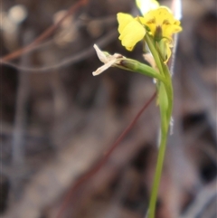 Diuris nigromontana at Aranda, ACT - suppressed