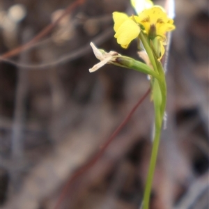 Diuris nigromontana at Aranda, ACT - suppressed