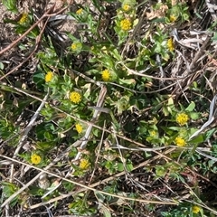 Triptilodiscus pygmaeus (Annual Daisy) at Kambah, ACT - 1 Oct 2024 by HelenCross