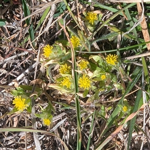 Triptilodiscus pygmaeus at Kambah, ACT - 1 Oct 2024