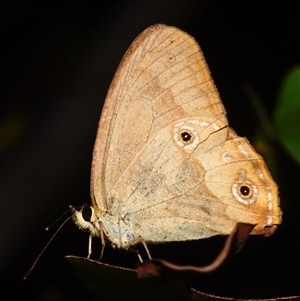 Hypocysta metirius at Sheldon, QLD by PJH123