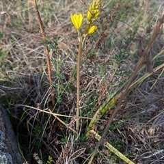 Bulbine bulbosa (Golden Lily, Bulbine Lily) at Kambah, ACT - 1 Oct 2024 by HelenCross