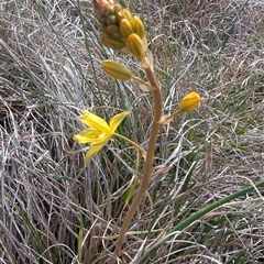 Bulbine bulbosa at Kambah, ACT - 1 Oct 2024 03:40 PM