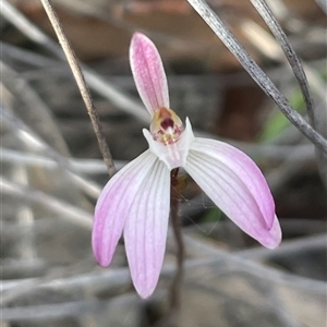 Caladenia fuscata at Bruce, ACT - 30 Sep 2024