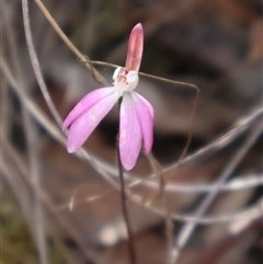 Caladenia fuscata at Bruce, ACT - 30 Sep 2024