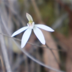 Caladenia fuscata at Bruce, ACT - 30 Sep 2024