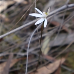 Caladenia fuscata at Bruce, ACT - 30 Sep 2024