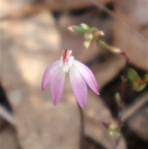 Caladenia fuscata at Bruce, ACT - 30 Sep 2024