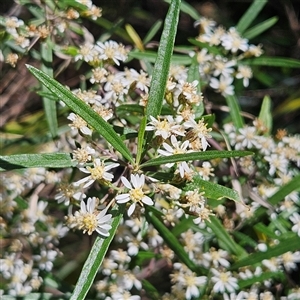 Olearia viscidula at Bungonia, NSW - 1 Oct 2024