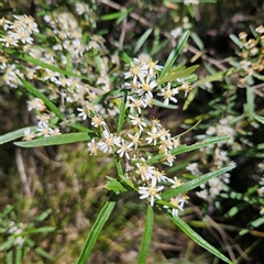 Olearia viscidula at Bungonia, NSW - 1 Oct 2024 11:32 AM