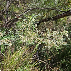 Olearia viscidula at Bungonia, NSW - 1 Oct 2024