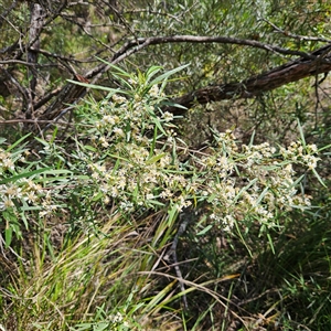 Olearia viscidula at Bungonia, NSW - 1 Oct 2024 11:32 AM