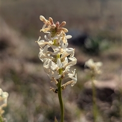 Stackhousia monogyna at Kambah, ACT - 1 Oct 2024 03:41 PM