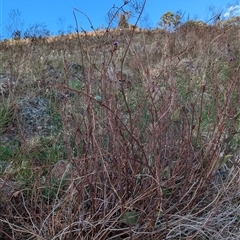 Hardenbergia violacea (False Sarsaparilla) at Kambah, ACT - 1 Oct 2024 by HelenCross