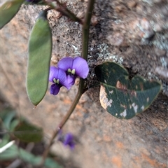 Hardenbergia violacea at Kambah, ACT - 1 Oct 2024 03:43 PM