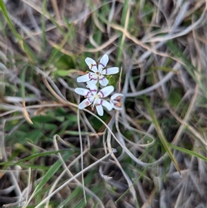 Wurmbea dioica subsp. dioica at Kambah, ACT - 1 Oct 2024