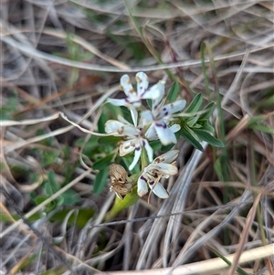 Wurmbea dioica subsp. dioica at Kambah, ACT - 1 Oct 2024 03:46 PM