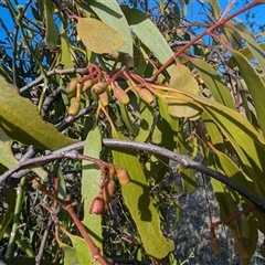 Amyema miquelii (Box Mistletoe) at Kambah, ACT - 1 Oct 2024 by HelenCross