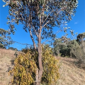 Amyema miquelii at Kambah, ACT - 1 Oct 2024 03:47 PM