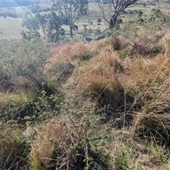 Carex appressa (Tall Sedge) at Kambah, ACT - 1 Oct 2024 by HelenCross