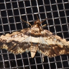 Nacoleia amphicedalis (A Crambid moth (Spilomelinae)) at Sheldon, QLD - 29 Sep 2024 by PJH123