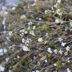 Leucopogon virgatus (Common Beard-heath) at Bruce, ACT - 30 Sep 2024 by Clarel