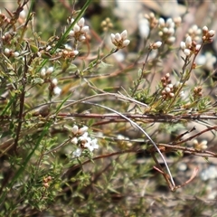 Leucopogon virgatus at Bruce, ACT - 30 Sep 2024