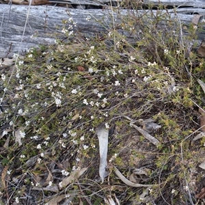 Leucopogon virgatus at Bruce, ACT - 30 Sep 2024