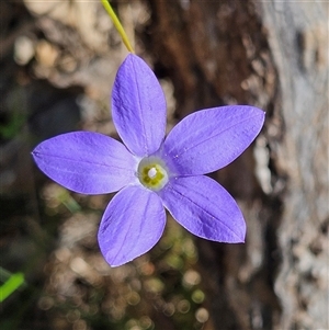 Wahlenbergia stricta subsp. stricta at Bungonia, NSW - 1 Oct 2024 11:36 AM