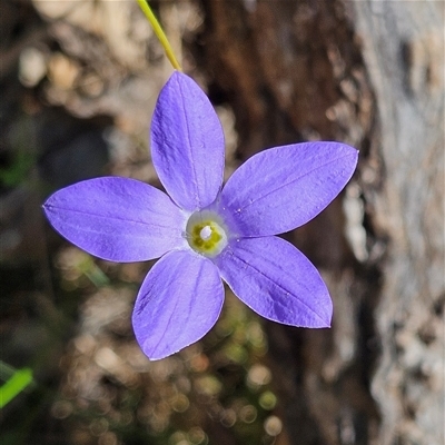 Wahlenbergia stricta subsp. stricta (Tall Bluebell) at Bungonia, NSW - 1 Oct 2024 by MatthewFrawley