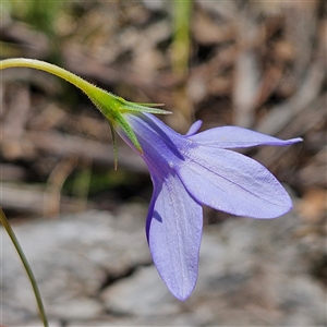 Wahlenbergia stricta subsp. stricta at Bungonia, NSW - 1 Oct 2024 11:36 AM