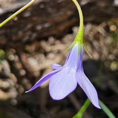 Wahlenbergia stricta subsp. stricta at Bungonia, NSW - 1 Oct 2024 11:36 AM