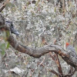 Callocephalon fimbriatum at Booth, ACT - suppressed