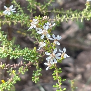 Olearia microphylla at Bruce, ACT - 30 Sep 2024