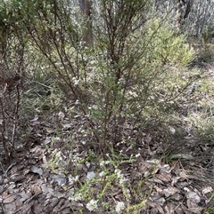 Olearia microphylla at Bruce, ACT - 30 Sep 2024 03:30 PM