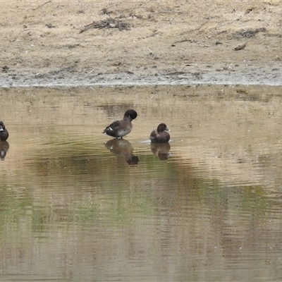 Aythya australis (Hardhead) at Kambah, ACT - 1 Oct 2024 by HelenCross