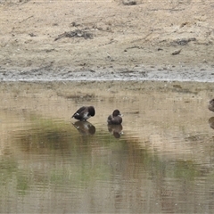 Aythya australis at Kambah, ACT - 1 Oct 2024