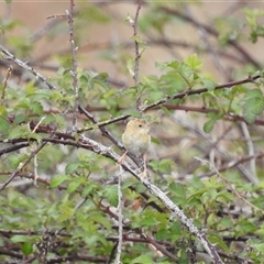 Cisticola exilis (Golden-headed Cisticola) at Kambah, ACT - 30 Sep 2024 by HelenCross