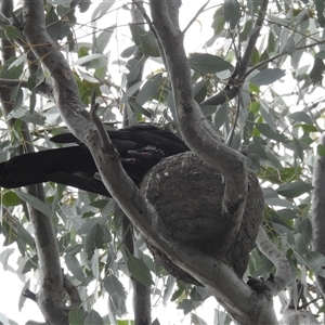 Corcorax melanorhamphos at Kambah, ACT - 1 Oct 2024