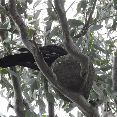 Corcorax melanorhamphos (White-winged Chough) at Kambah, ACT - 1 Oct 2024 by HelenCross