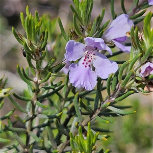 Westringia eremicola at Bungonia, NSW - 1 Oct 2024