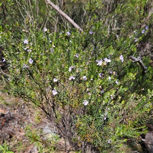 Westringia eremicola at Bungonia, NSW - 1 Oct 2024