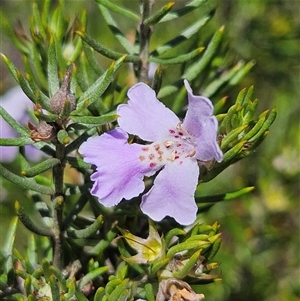 Westringia eremicola at Bungonia, NSW - 1 Oct 2024