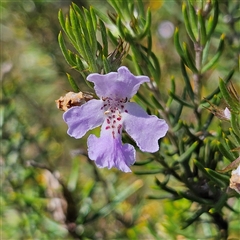 Westringia eremicola at Bungonia, NSW - 1 Oct 2024