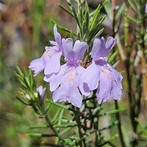 Westringia eremicola at Bungonia, NSW - 1 Oct 2024