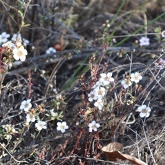 Gaudium multicaule (Teatree) at O'Connor, ACT - 30 Sep 2024 by Clarel