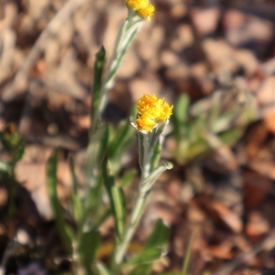 Chrysocephalum apiculatum (Common Everlasting) at O'Connor, ACT - 30 Sep 2024 by Clarel