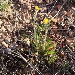 Chrysocephalum apiculatum at O'Connor, ACT - 30 Sep 2024 04:27 PM