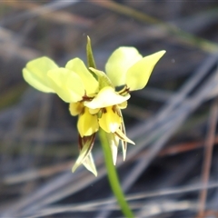 Diuris sulphurea (Tiger Orchid) at O'Connor, ACT - 30 Sep 2024 by Clarel