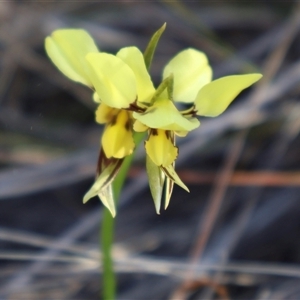 Diuris sulphurea at O'Connor, ACT - 30 Sep 2024